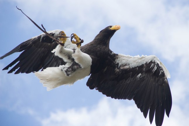 Can't Keep My Eyes From the Circling Sky