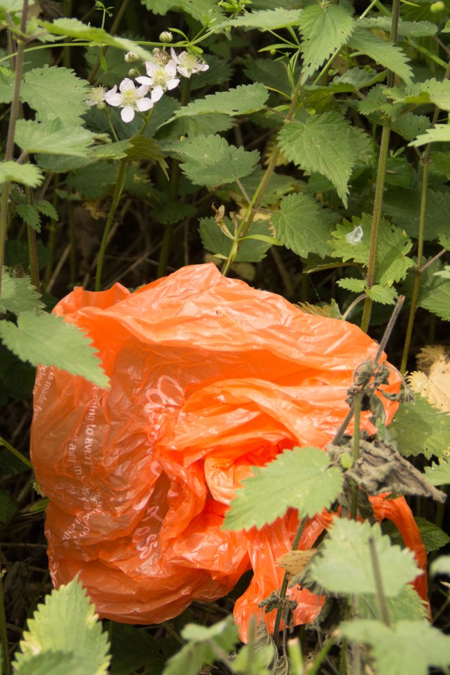 Between the Garbage and the Flowers